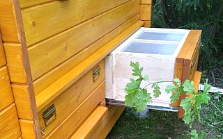 Praca pszczół korzystna dla zdrowia. Uloterapia coraz popularniejsza
